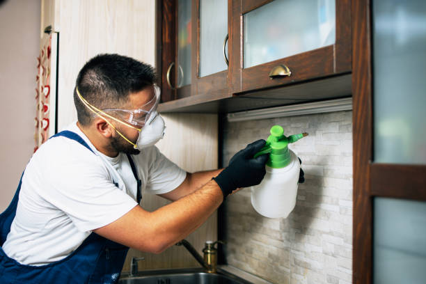 Best Pest Prevention Services  in Prescott Valley, AZ