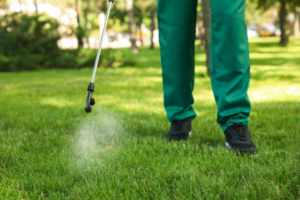 Wasp Removal Services in Prescott Valley, AZ