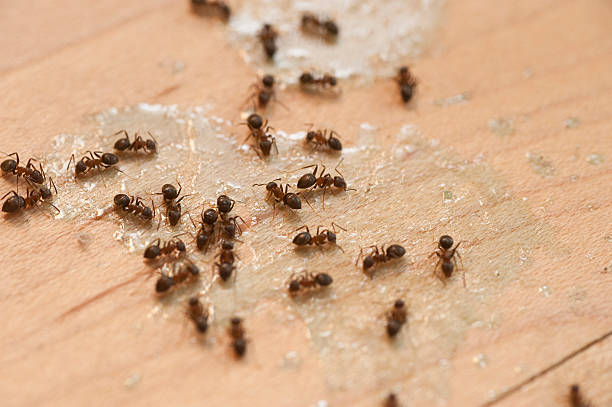 Pest Control for Restaurants in Prescott Valley, AZ